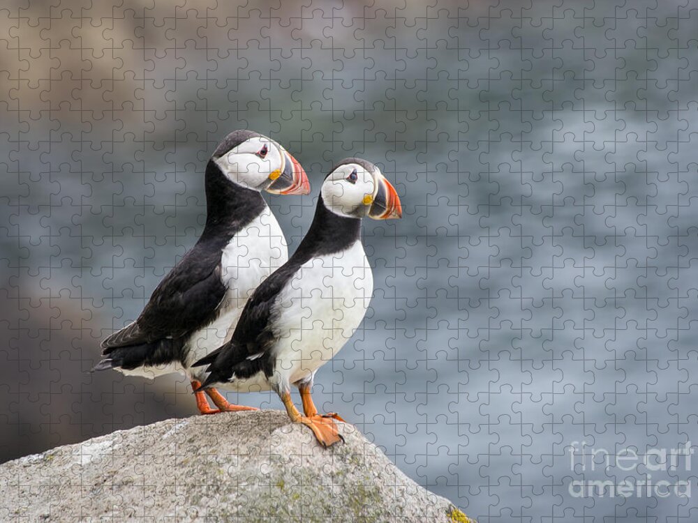 Saltee Jigsaw Puzzle featuring the photograph Bird Paradise by Evelina Kremsdorf