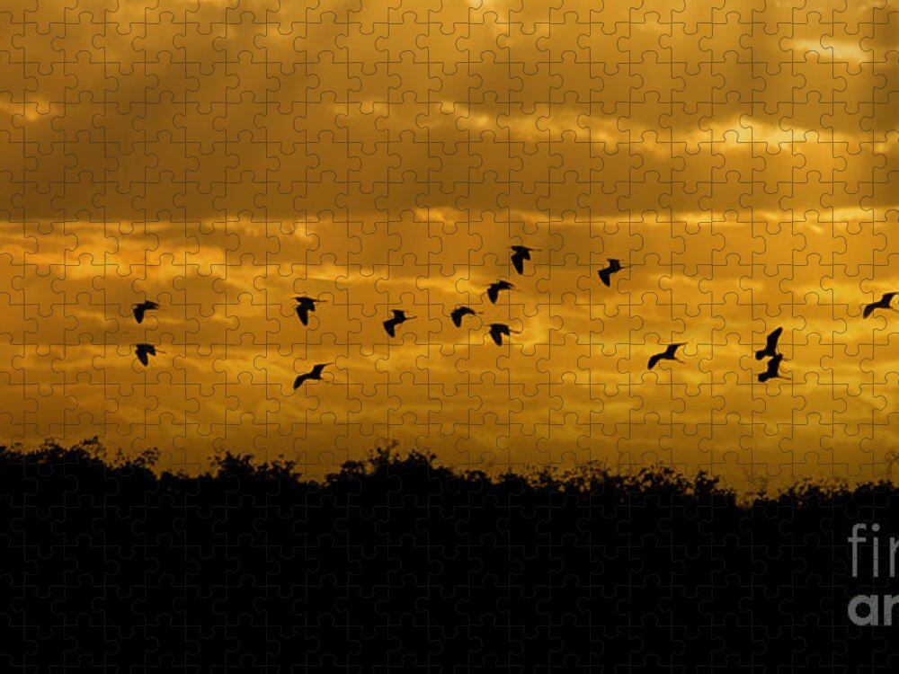 Everglades Jigsaw Puzzle featuring the photograph Birds coming back to roost at sunset by Dan Friend