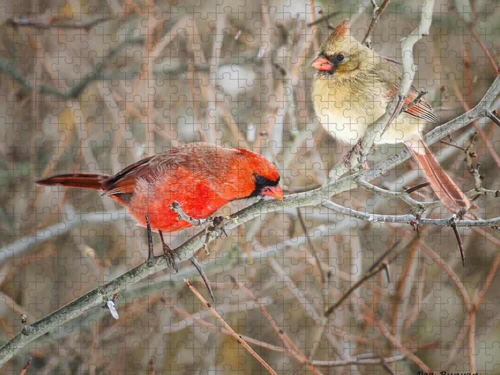 Cardinals Jigsaw Puzzle featuring the photograph Birds of a Feather by Peg Runyan