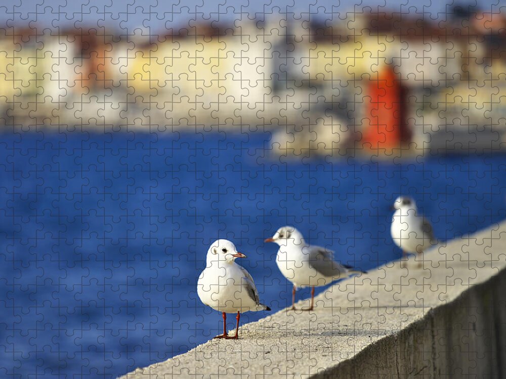 Sunset Jigsaw Puzzle featuring the photograph Birds on the wall by Ivan Slosar