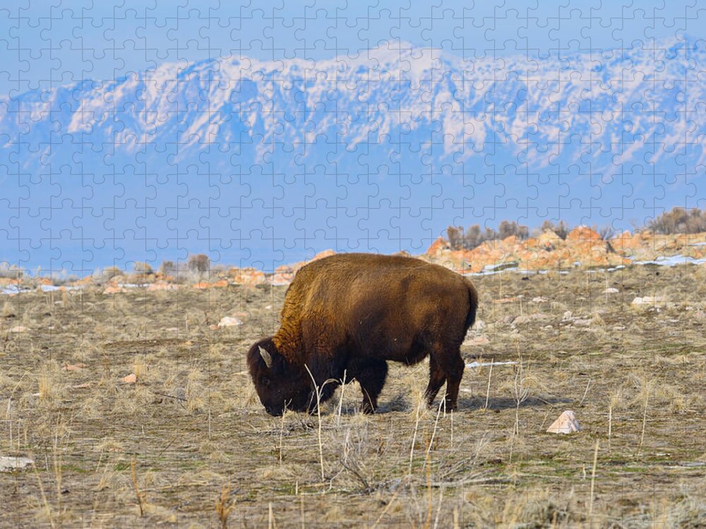 Bison Jigsaw Puzzle featuring the photograph Bison Beneath the Range by Greg Norrell