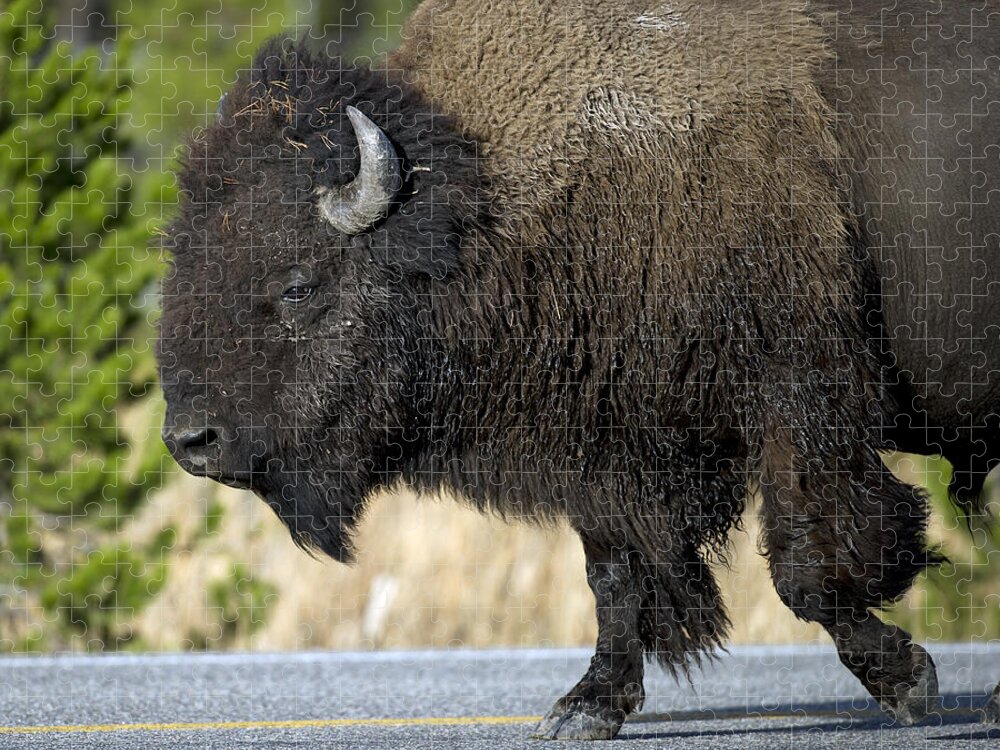 Bison Jigsaw Puzzle featuring the photograph Bison in the Passing lane by Gary Langley