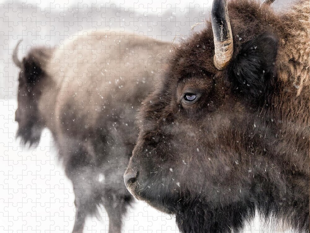 Horned Jigsaw Puzzle featuring the photograph Bison In Winter by Photo By Marianna Armata
