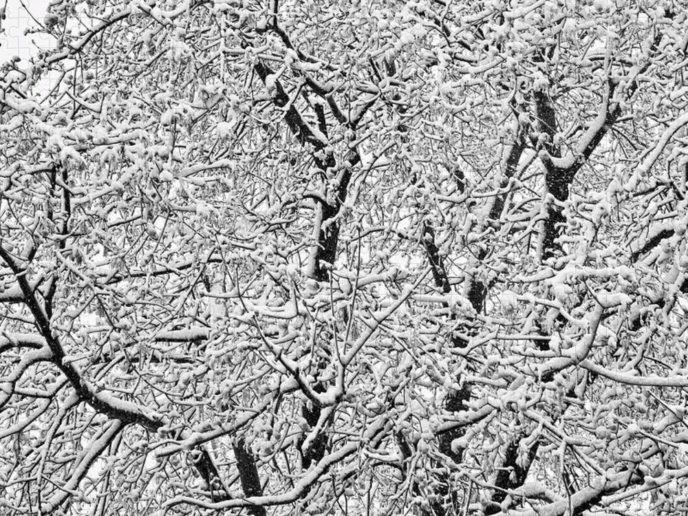 Winter Jigsaw Puzzle featuring the photograph Black and White Snowy Tree Branches Abstract Six by James BO Insogna