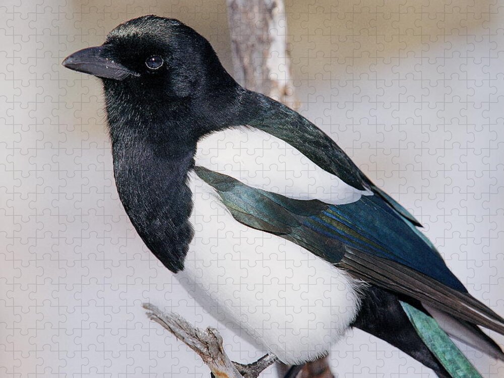 Bird Jigsaw Puzzle featuring the photograph Black-billed Magpie by Eric Glaser