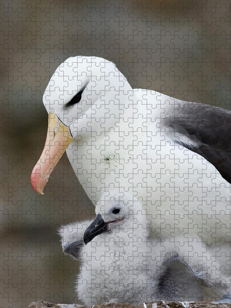 00761795 Jigsaw Puzzle featuring the photograph Black-browed Albatross and Chick by Suzi Eszterhas