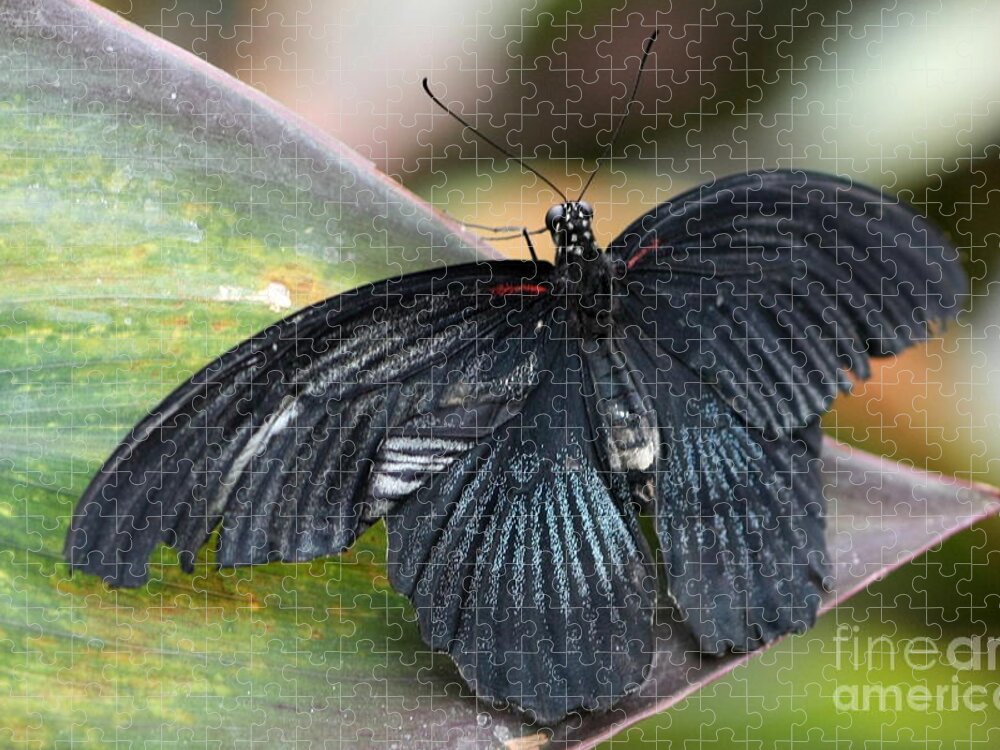 Butterfly Jigsaw Puzzle featuring the photograph Black Butterfly by Jeremy Hayden