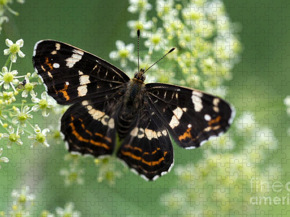 Butterfly Jigsaw Puzzle featuring the photograph Black butterfly on white flowers by Jaroslaw Blaminsky