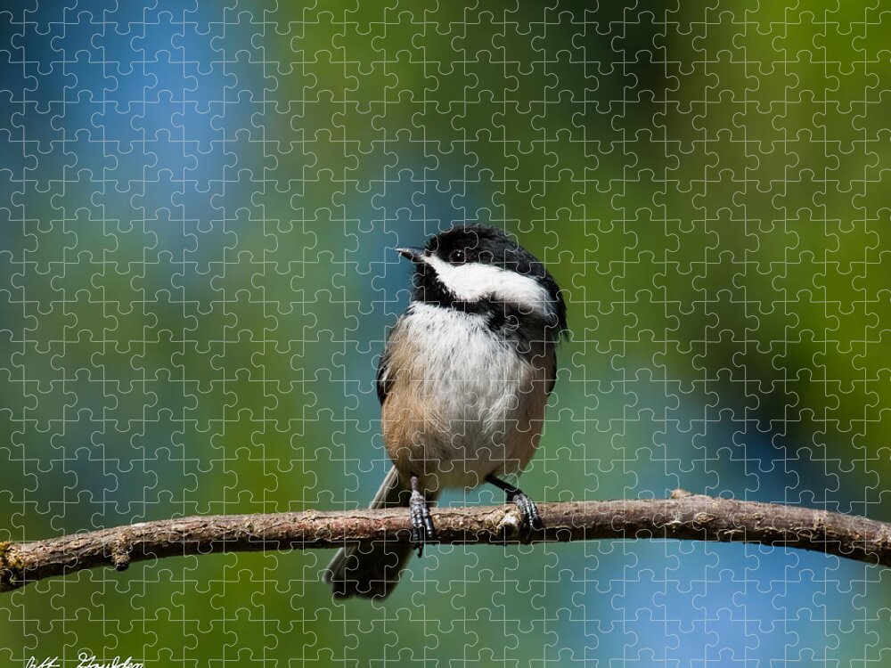 Animal Jigsaw Puzzle featuring the photograph Black Capped Chickadee Perched on a Branch by Jeff Goulden