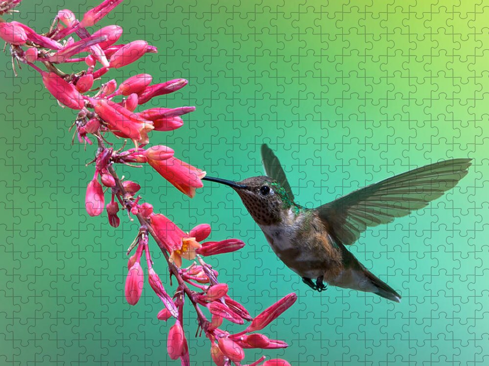 Archilochus Alexandri Jigsaw Puzzle featuring the photograph Black Chinned Hummingbird by Mary Lee Dereske