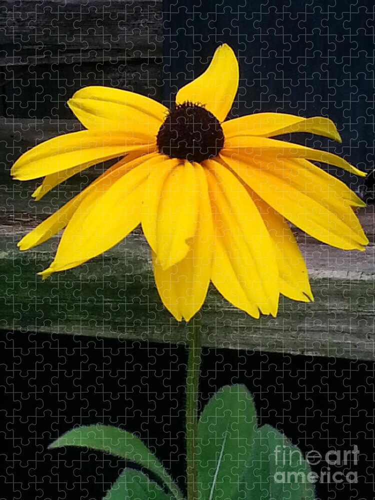Flower Jigsaw Puzzle featuring the photograph Black Eyed Susan by Donna Brown