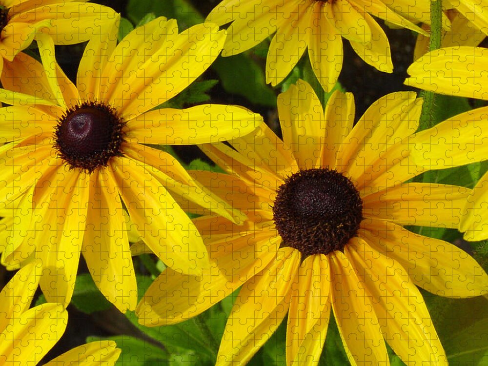 Black Eyed Susan Jigsaw Puzzle featuring the photograph Black Eyed Susans by Suzanne Gaff