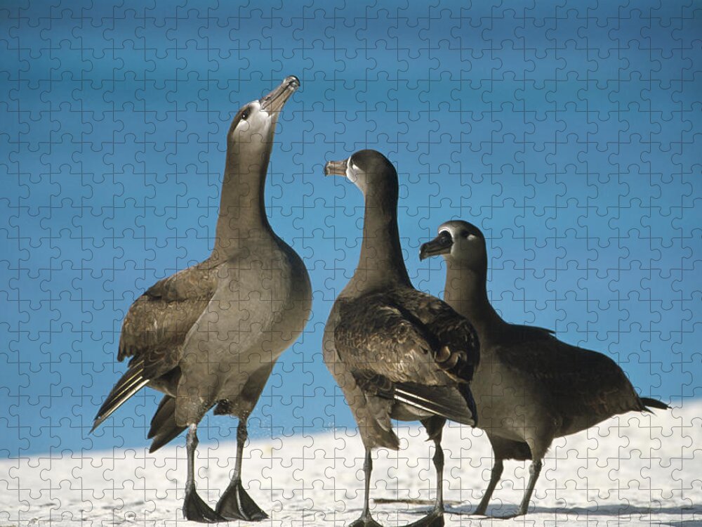 Feb0514 Jigsaw Puzzle featuring the photograph Black-footed Albatross Gamming Group by Tui De Roy
