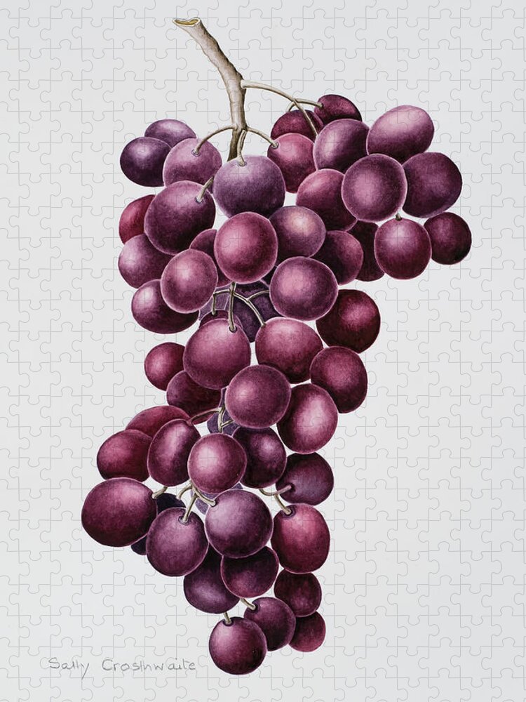 Grape Jigsaw Puzzle featuring the painting Black Grapes by Sally Crosthwaite