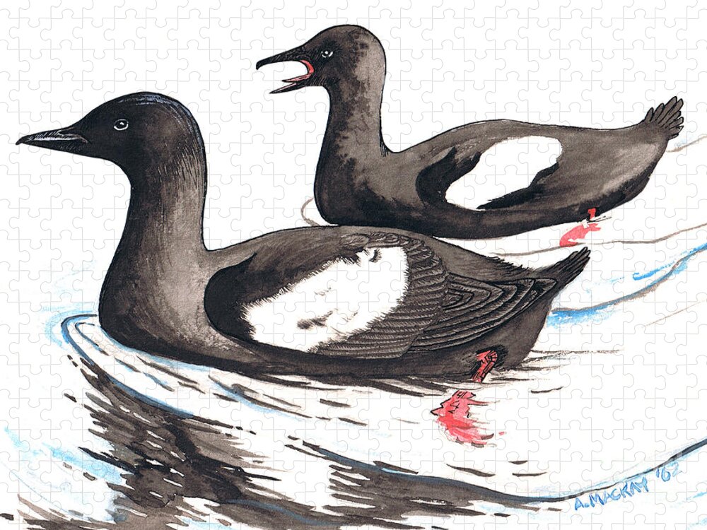 Birds Jigsaw Puzzle featuring the painting Black Guillemot by Art MacKay