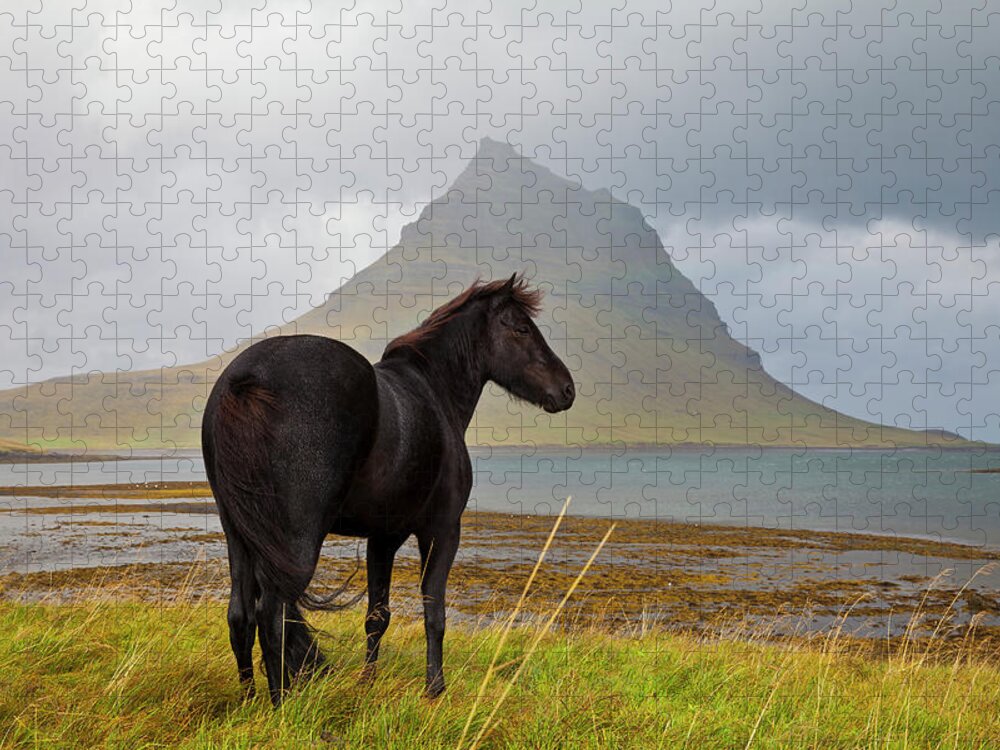 Horse Jigsaw Puzzle featuring the photograph Black Horse In Iceland by Horstgerlach