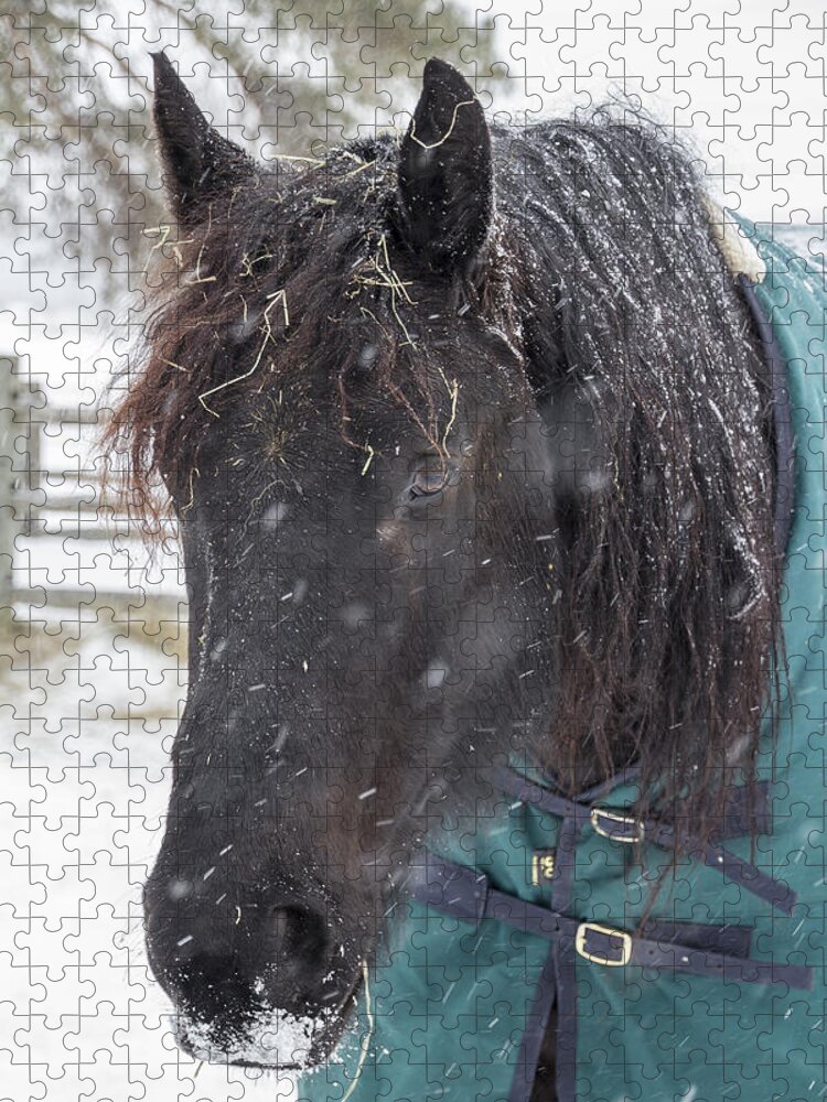 Horse Jigsaw Puzzle featuring the photograph Black Horse in Snow by Joann Long