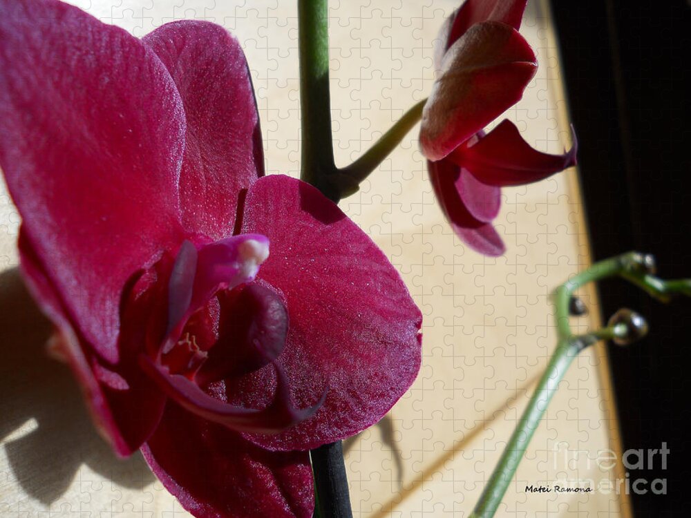 Orchid Jigsaw Puzzle featuring the photograph Black Orchid by Ramona Matei