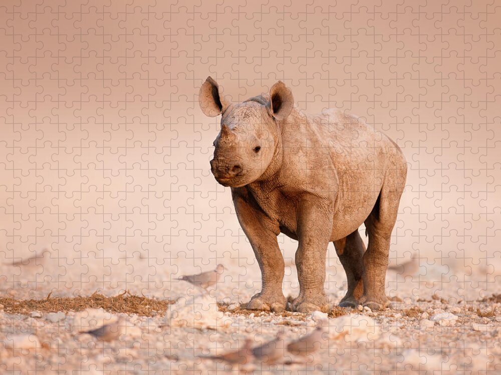 Wild Jigsaw Puzzle featuring the photograph Black Rhinoceros baby by Johan Swanepoel