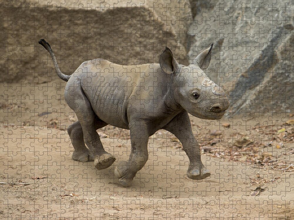 San Diego Zoo Jigsaw Puzzle featuring the photograph Black Rhinoceros Calf Running by San Diego Zoo