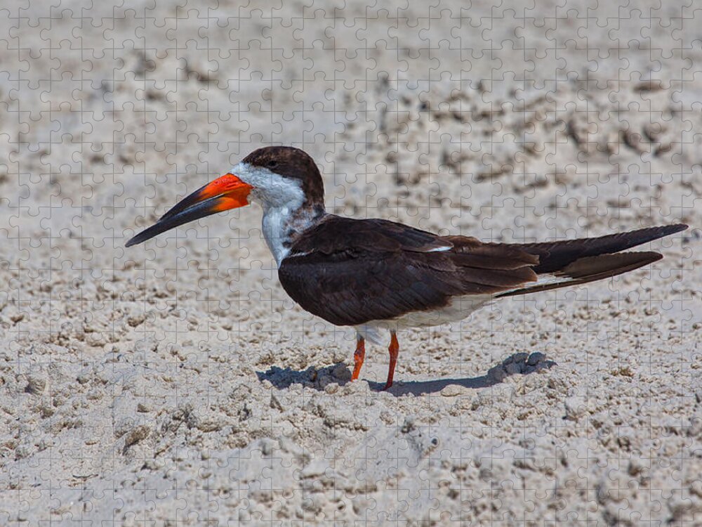 Beach Jigsaw Puzzle featuring the photograph Black Skimmer Portrait by John M Bailey