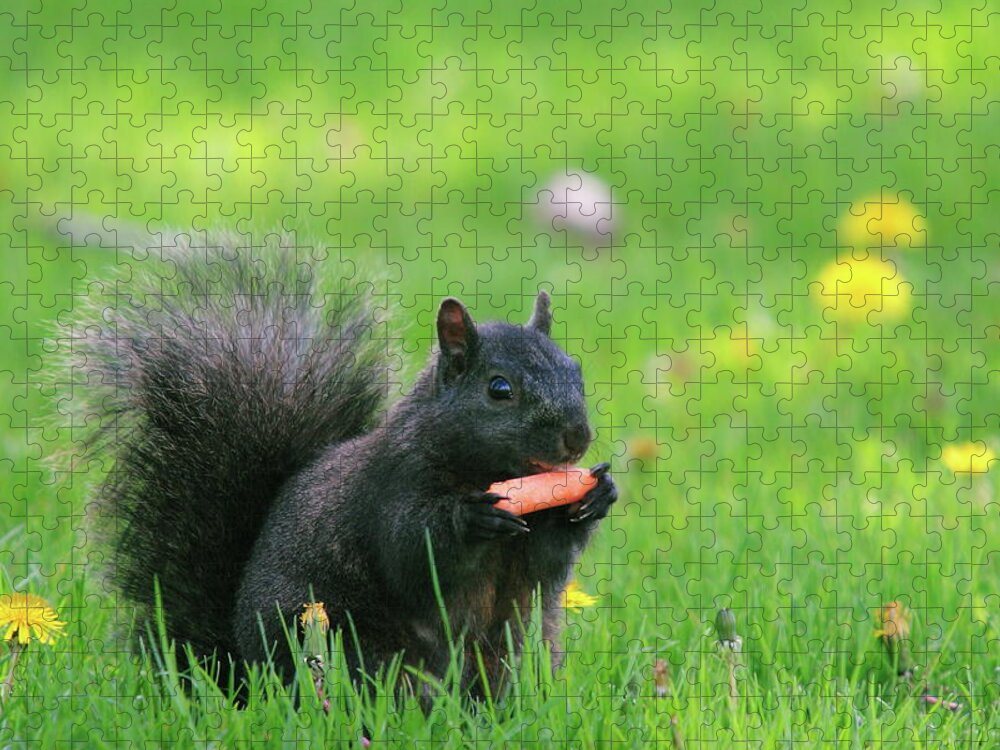 Black Color Jigsaw Puzzle featuring the photograph Black Squirrel by David R. Tyner