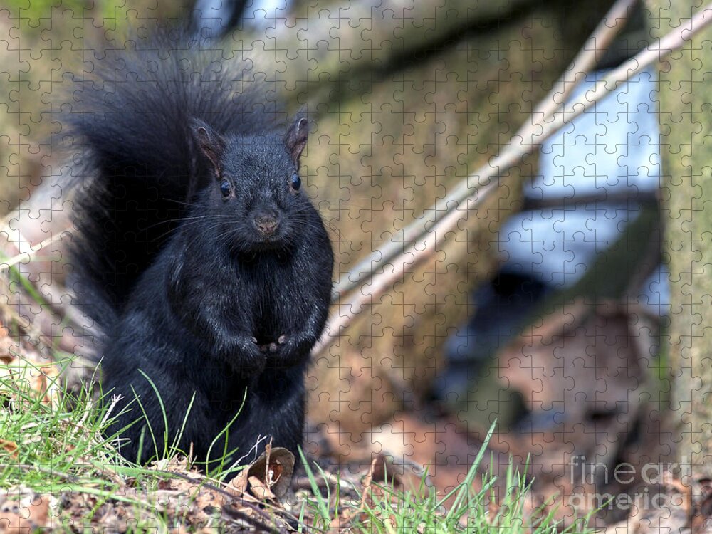 Black Squirrel Jigsaw Puzzle featuring the photograph Blackie by Sharon Talson