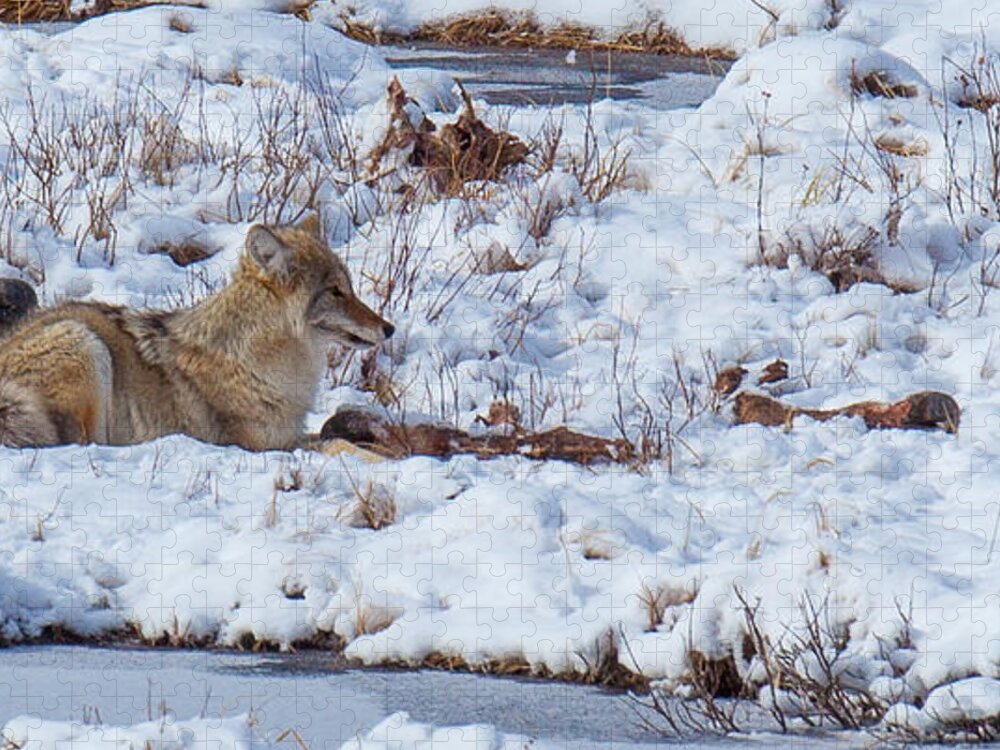 Coyote Jigsaw Puzzle featuring the photograph Blacktail Coyote by Kevin Dietrich