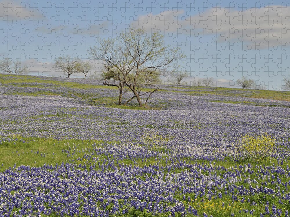 Bluebonnet Scenery Jigsaw Puzzle featuring the photograph Blanket of Bluebonnets by Pamela Smale Williams