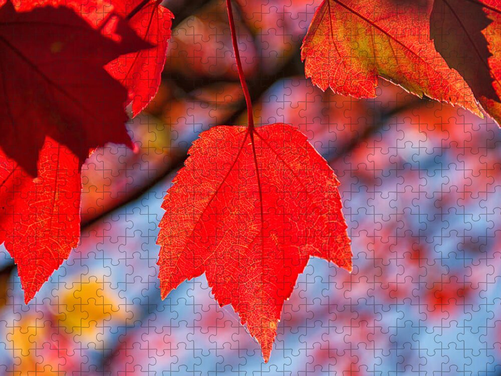 Fall Colors Jigsaw Puzzle featuring the photograph Blazing fall colors by Kunal Mehra