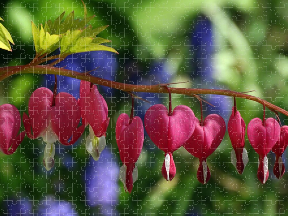 Flowers Jigsaw Puzzle featuring the photograph Bleeding Hearts by David T Wilkinson