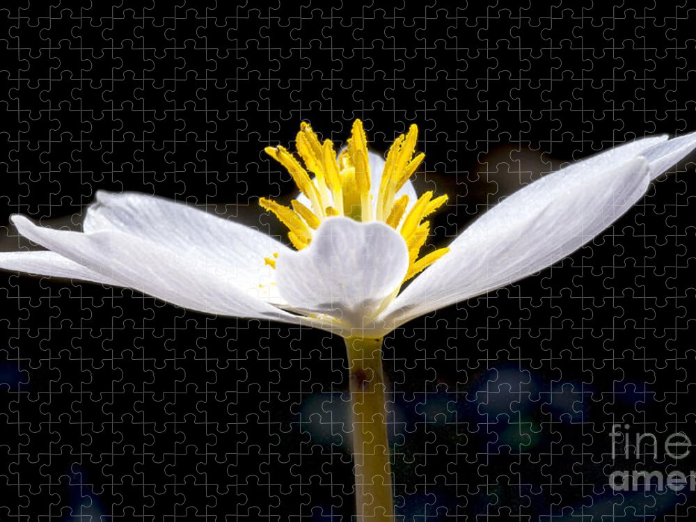 Flowers Jigsaw Puzzle featuring the photograph Bloodroot 1 by Steven Ralser