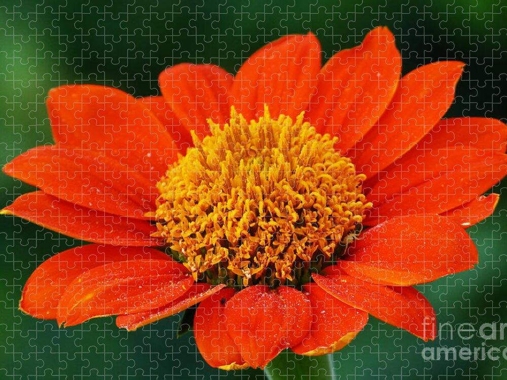 Orange Flower Jigsaw Puzzle featuring the photograph Blooming Flower by Marguerita Tan