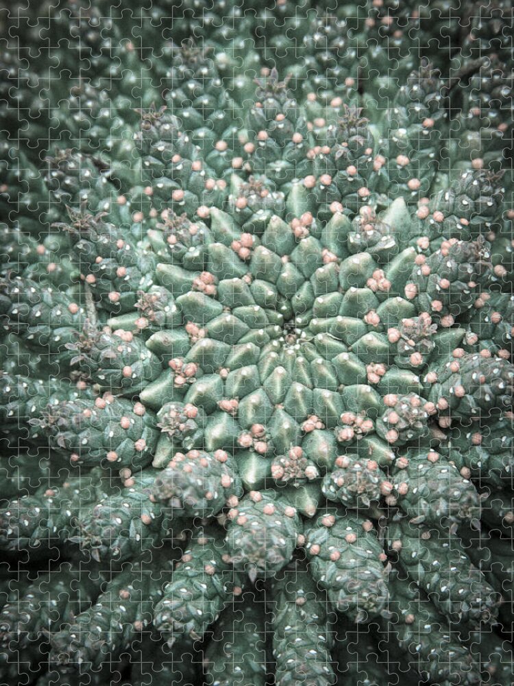 Succulent Jigsaw Puzzle featuring the photograph Blooming Geometry by Caitlyn Grasso