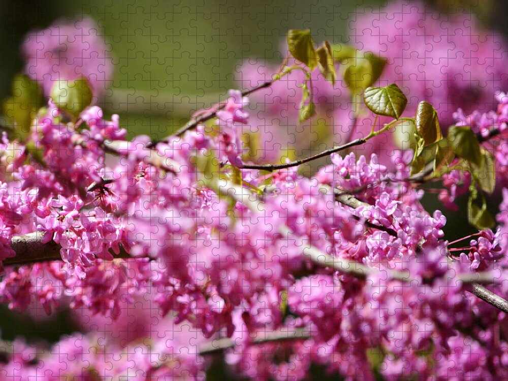 Blooming Redbud Tree Jigsaw Puzzle featuring the photograph Blooming Redbud Tree Cercis canadensis by Rebecca Sherman