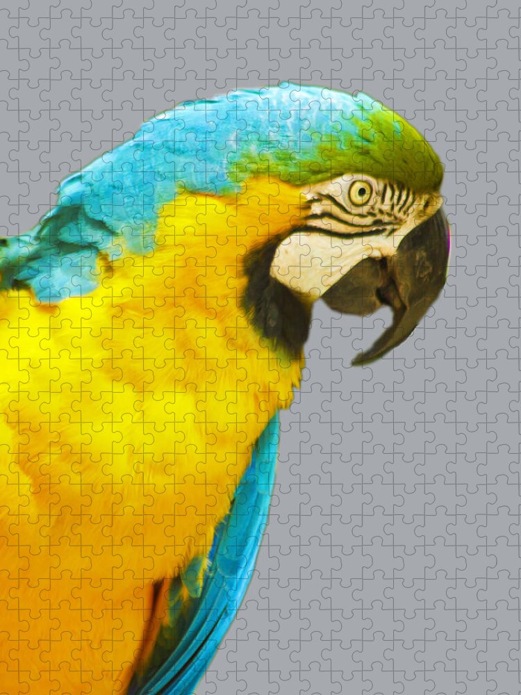 Macaw Jigsaw Puzzle featuring the photograph Blue and Gold Macaw by Bill Barber