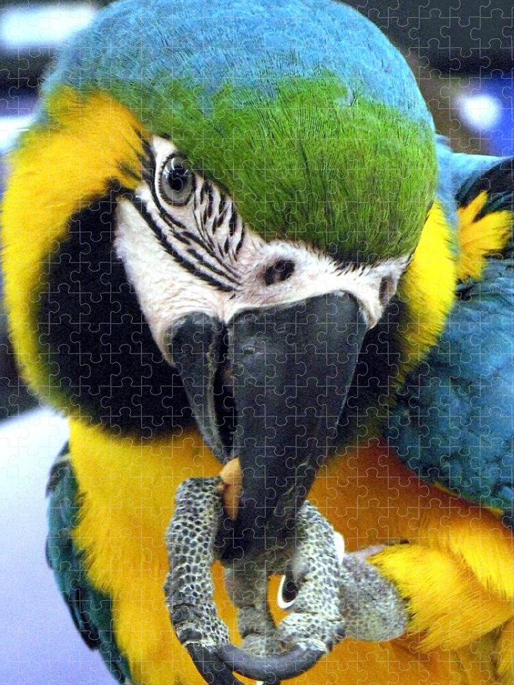 Macaw Jigsaw Puzzle featuring the photograph Blue and Gold Macaw with a Peanut by Andrea Lazar