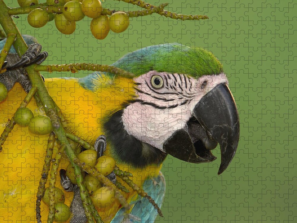 Feb0514 Jigsaw Puzzle featuring the photograph Blue And Yellow Macaw Feeding On Palm by Pete Oxford