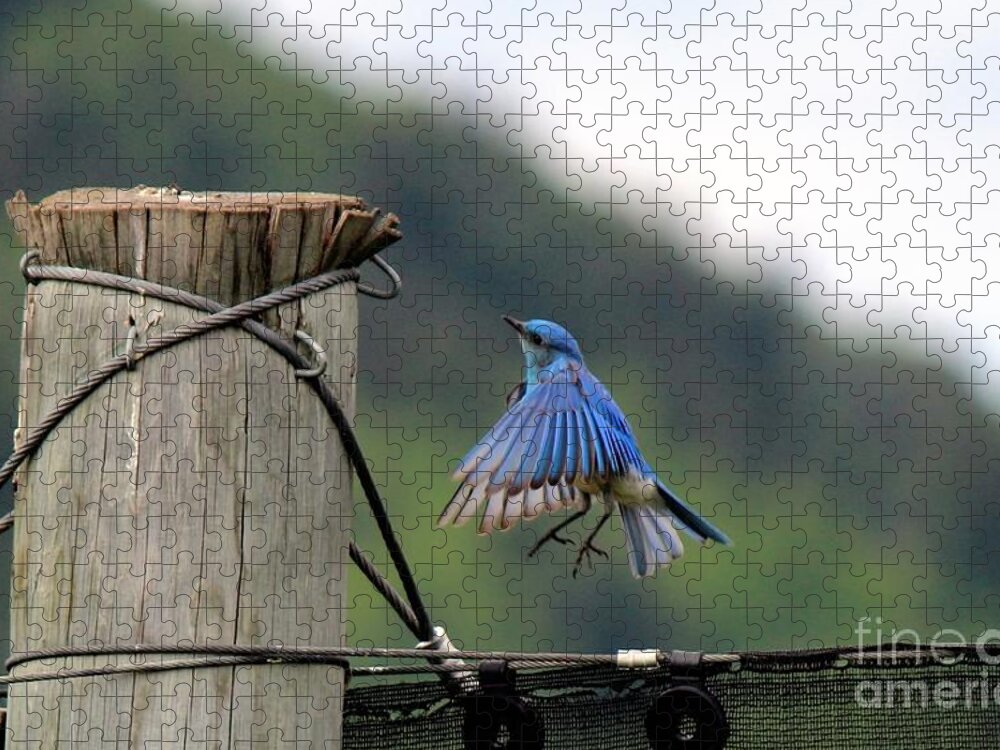 Mountain Blue Bird Jigsaw Puzzle featuring the photograph Blue Bird by Ann E Robson
