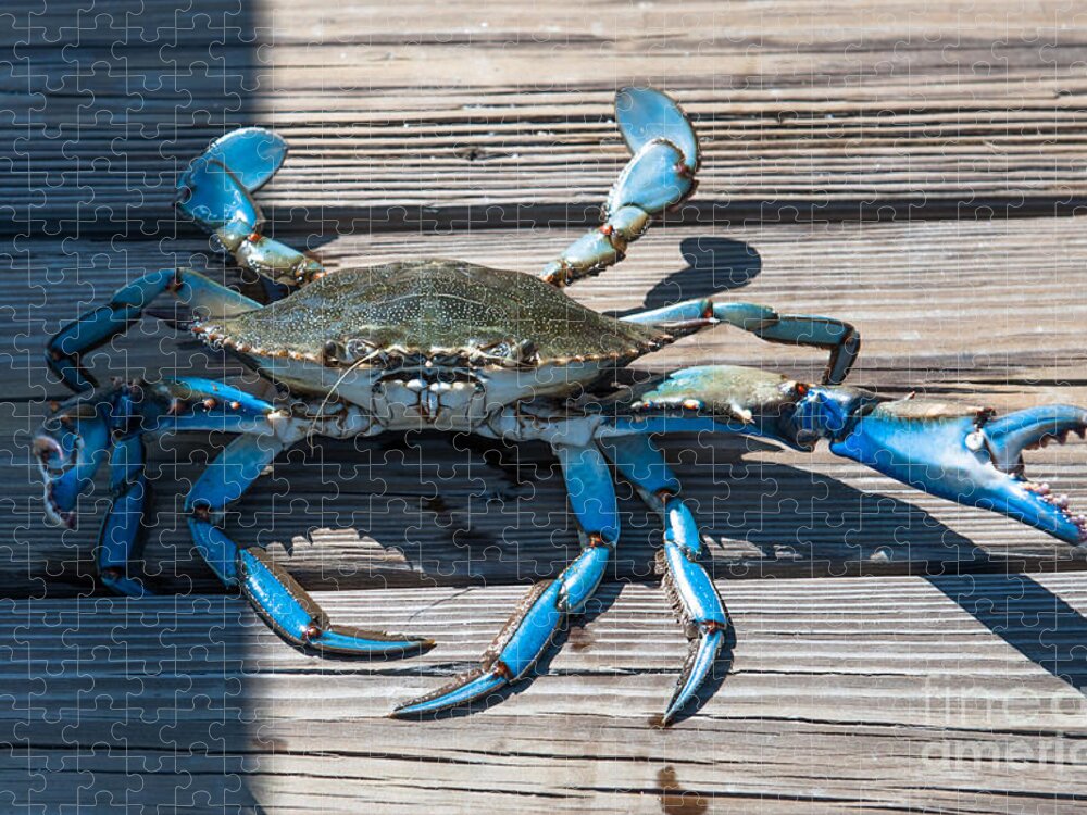 Blue Crab Jigsaw Puzzle featuring the photograph Blue Crab Pincher by Dale Powell
