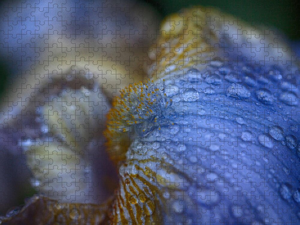 Bearded Iris Jigsaw Puzzle featuring the photograph Blue Danube by Jeff Folger