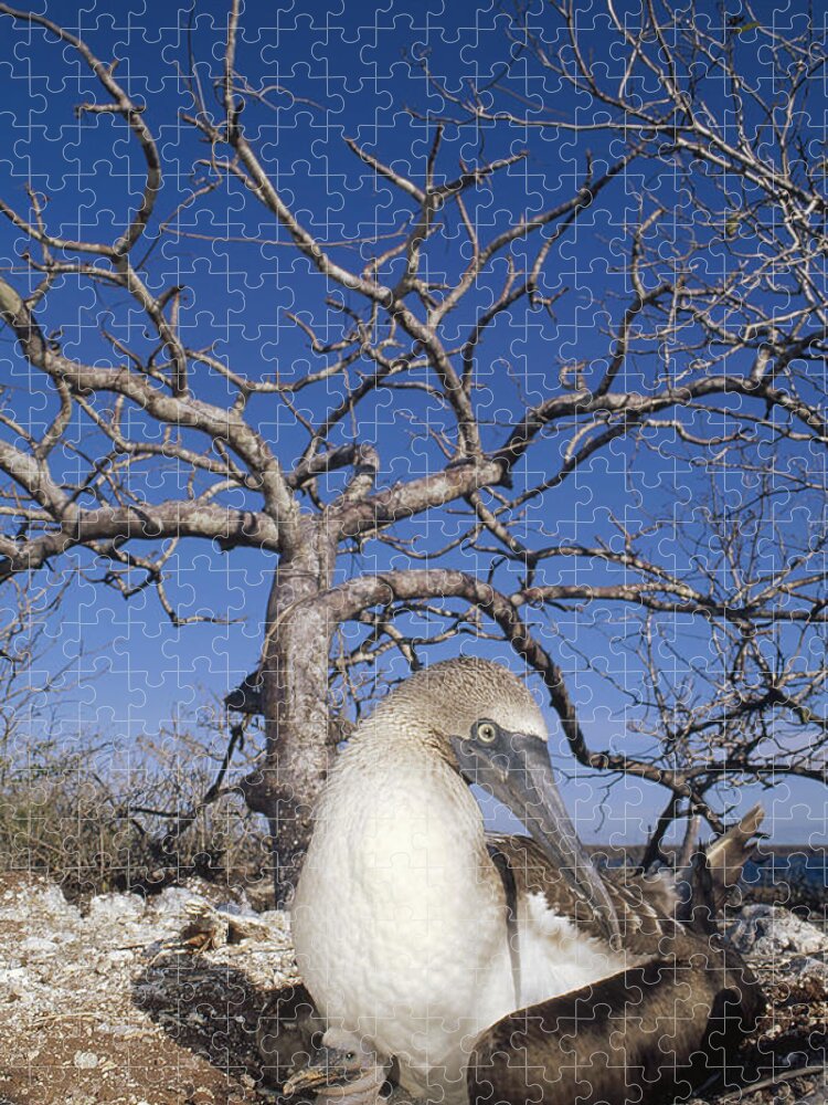 Feb0514 Jigsaw Puzzle featuring the photograph Blue-footed Booby With Chick Galapagos by Tui De Roy