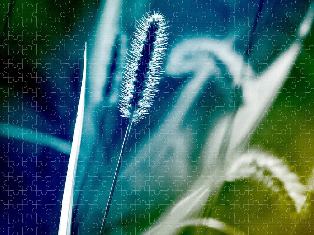 Grass Jigsaw Puzzle featuring the photograph Blue Grass Abstract by Christina Rollo