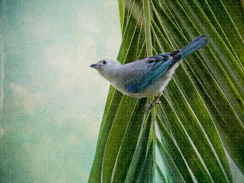 Tanagers Jigsaw Puzzle featuring the photograph Blue Grey Tanager on a Palm Tree by Peggy Collins