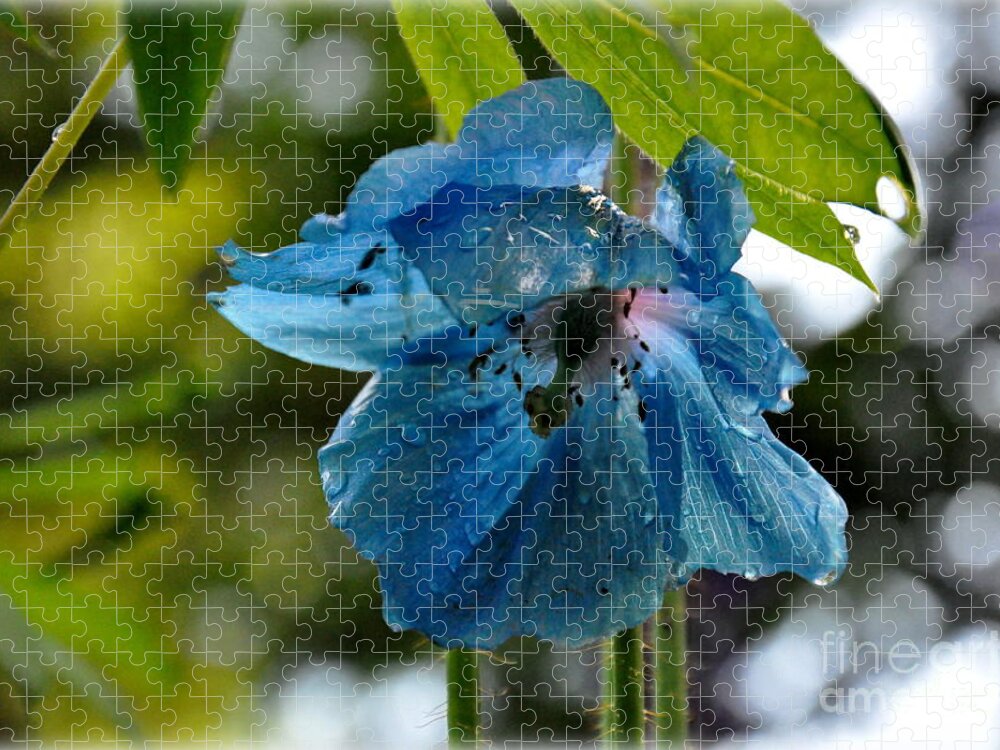  Jigsaw Puzzle featuring the photograph Blue Himalayan Poppy by Tatyana Searcy