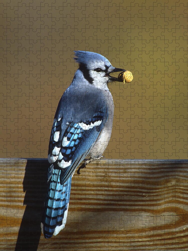 Feb0514 Jigsaw Puzzle featuring the photograph Blue Jay Carrying Peanut Long Island by Tom Vezo