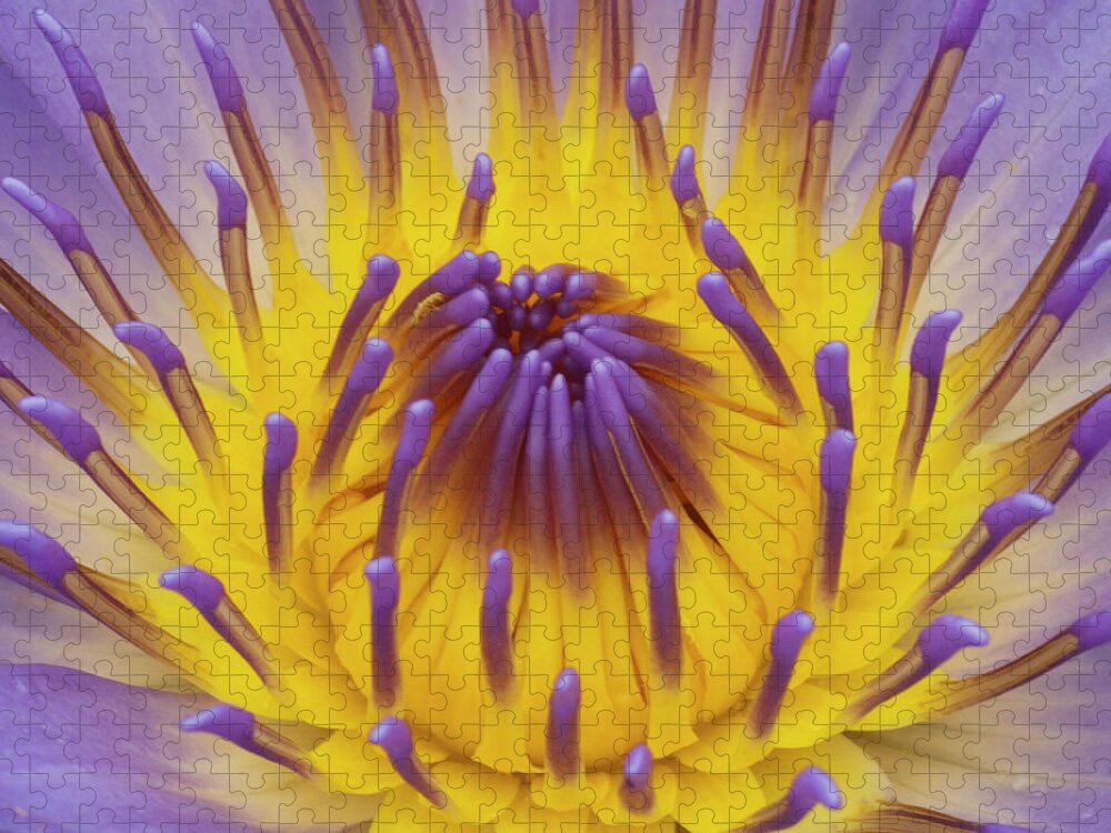 Water Lily Jigsaw Puzzle featuring the photograph Blue Water Lily by Heiko Koehrer-Wagner