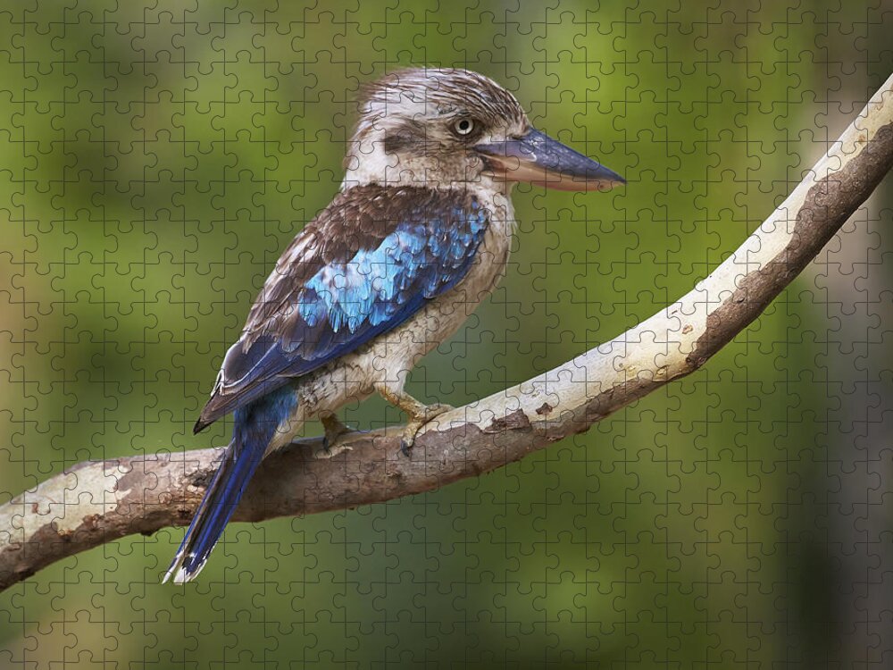 Martin Willis Jigsaw Puzzle featuring the photograph Blue-winged Kookaburra Queensland by Martin Willis