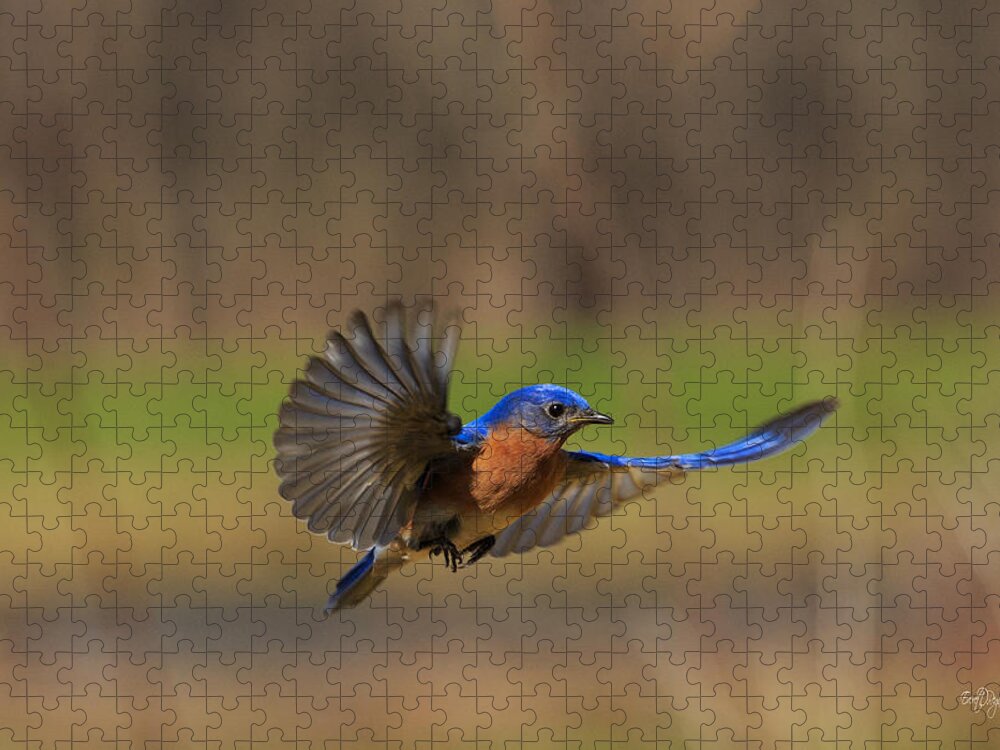 Bluebird Jigsaw Puzzle featuring the photograph Bluebird in Flight by Everet Regal