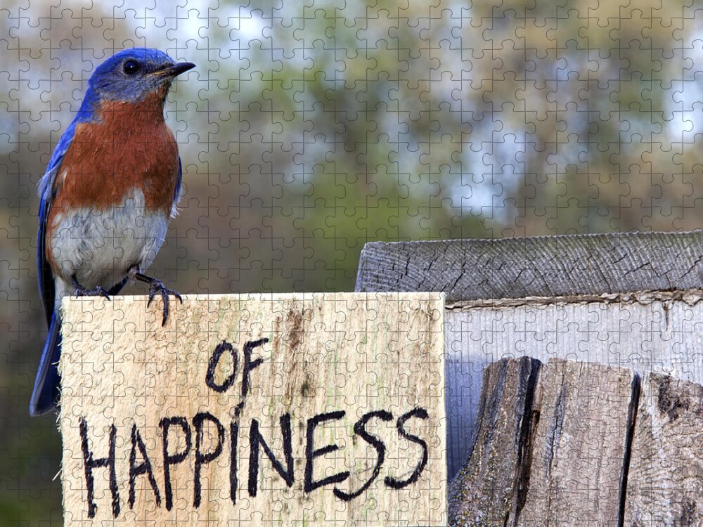 Bluebird Jigsaw Puzzle featuring the photograph Bluebird of Happiness by John Crothers